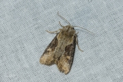 Moerasgrasuil / Double Lobed (Apamea ophiogramma)