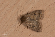 Morpheusstofuil - Mottled Rustic (Caradrina morpheus)