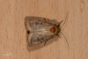 Morpheusstofuil - Mottled Rustic (Caradrina morpheus)