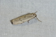 Muisbeertje / Dotted Footman (Pelosia muscerda)