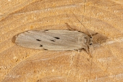 Muisbeertje / Dotted Footman (Pelosia muscerda)