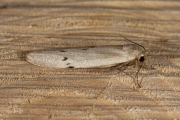 Muisbeertje / Dotted Footman (Pelosia muscerda)