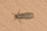 Muisbeertje / Dotted Footman (Pelosia muscerda)