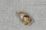 Muntbladroller (Phalonidia manniana), micro