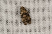 Muntbladroller (Phalonidia manniana), micro