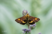 Muntvlindertje / Mint Moth (Pyrausta aurata), micro