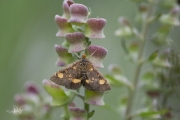 Muntvlindertje / Mint Moth (Pyrausta aurata), micro