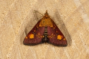 Muntvlindertje / Mint Moth (Pyrausta aurata), micro