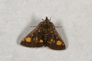 Muntvlindertje / Mint Moth (Pyrausta aurata), micro