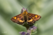 Muntvlindertje / Mint Moth (Pyrausta aurata), micro