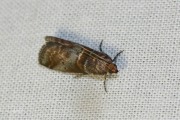 Mutsjeslichtmot (Acrobasis advenella), micro