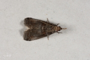 Mutsjeslichtmot (Acrobasis advenella), micro