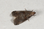 Mutsjeslichtmot (Acrobasis advenella), micro