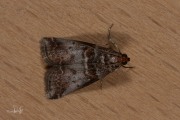 Mutsjeslichtmot (Acrobasis advenella), micro