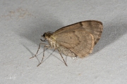 Naaldboomspanner / Grey Pine Carpet (Thera obeliscata)