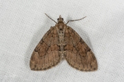 Naaldboomspanner / Grey Pine Carpet (Thera obeliscata)