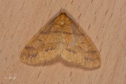 Najaarsspanner / Scarce Umber (Agriopis aurantiaria)