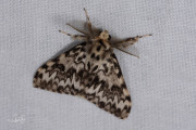 Nonvlinder / Black Arches (Lymantria monacha)