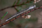 Noordse winterjuffer / Siberian Winter Damsel (Sympecma paedisca)