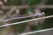 Noordse winterjuffer / Siberian Winter Damsel (Sympecma paedisca)