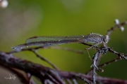 Noordse winterjuffer / Siberian Winter Damsel (Sympecma paedisca)