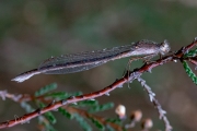 Noordse winterjuffer / Siberian Winter Damsel (Sympecma paedisca)