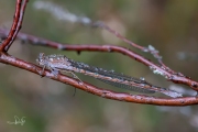 Noordse winterjuffer / Siberian Winter Damsel (Sympecma paedisca)