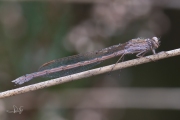 Noordse winterjuffer / Siberian Winter Damsel (Sympecma paedisca)