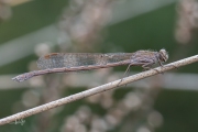 Noordse winterjuffer / Siberian Winter Damsel (Sympecma paedisca)