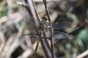 Noordse witsnuitlibel / Northern White-faced Darter (Leucorrhinia rubicunda)