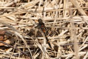 Noordse witsnuitlibel / Northern White-faced Darter (Leucorrhinia rubicunda)