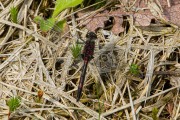 Noordse witsnuitlibel / Northern White-faced Darter (Leucorrhinia rubicunda)