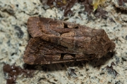 Nunvlinder / Hebrew Character (Orthosia gothica)