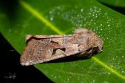 Nunvlinder / Hebrew Character (Orthosia gothica)