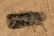 Nunvlinder / Hebrew Character (Orthosia gothica)