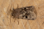 Nunvlinder / Hebrew Character (Orthosia gothica)