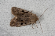 Nunvlinder / Hebrew Character (Orthosia gothica)