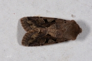 Nunvlinder / Hebrew Character (Orthosia gothica)