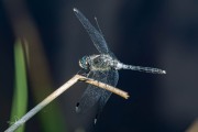 Oostelijke witsnuitlibel / Dark Whiteface (Leucorrhinia albifrons)