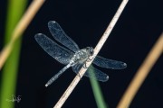 Oostelijke witsnuitlibel / Dark Whiteface (Leucorrhinia albifrons)