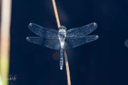 Oostelijke witsnuitlibel / Dark Whiteface (Leucorrhinia albifrons)