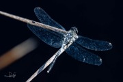 Oostelijke witsnuitlibel / Dark Whiteface (Leucorrhinia albifrons)