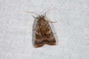 Open breedbandhuismoeder / Lesser Broad-bordered Yellow Underwing (Noctua janthe)