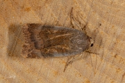 Open breedbandhuismoeder / Lesser Broad-bordered Yellow Underwing (Noctua janthe)