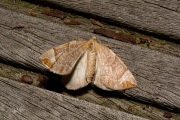 Oranje agaatspanner / Chevron (Eulithis testata)