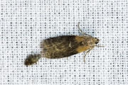 Oranje bandlichtmot (Sciota rhenella), micro