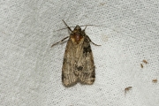 Oranje bandlichtmot (Sciota rhenella), micro