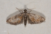 Oranje dwergspanner / Tawny Speckled Pug (Eupithecia icterata)