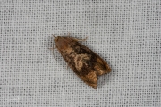 Oranje eikenbladroller / Rusty Oak Moth (Cydia amplana), micro