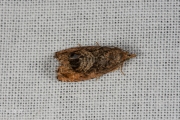 Oranje eikenbladroller / Rusty Oak Moth (Cydia amplana), micro